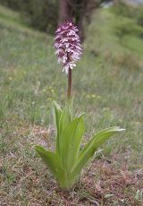 19 Purpurknabenkraut